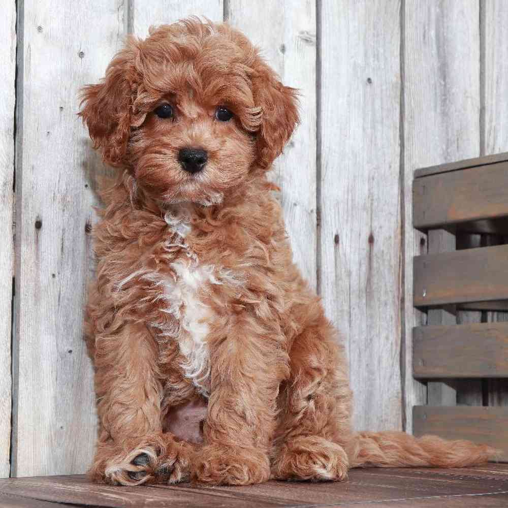 Cavapoo-male-Jammy - myfurrycompanion.com