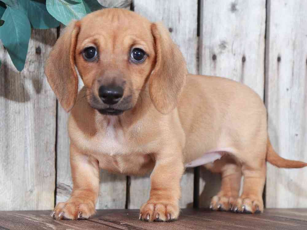 Dachshund-female-Nadia-myfurrycompanion.com