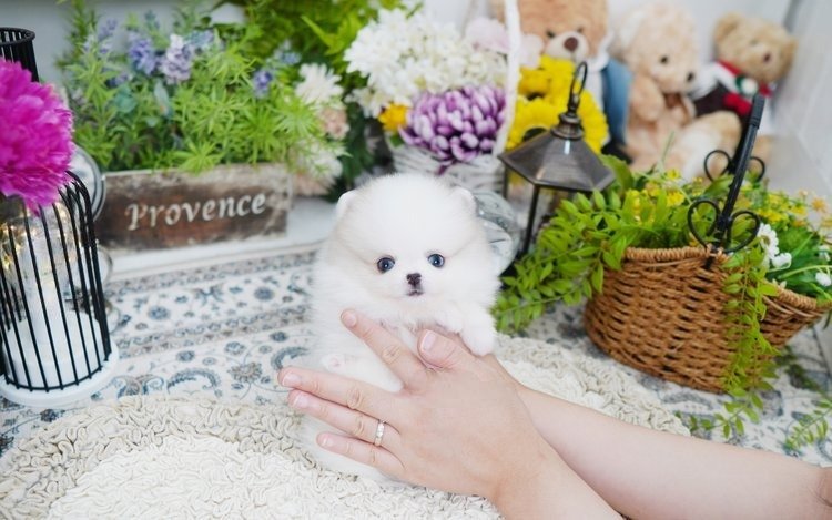 myfurrycompanion.com