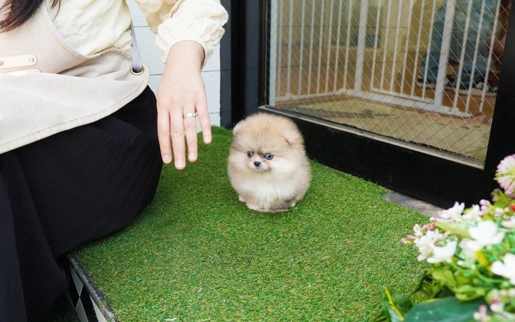 myfurrycompanion.com