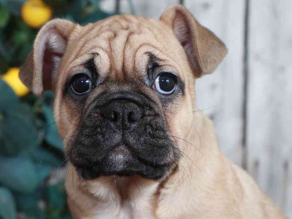 French bulldog-male-Dan-myfurrycompanion.com