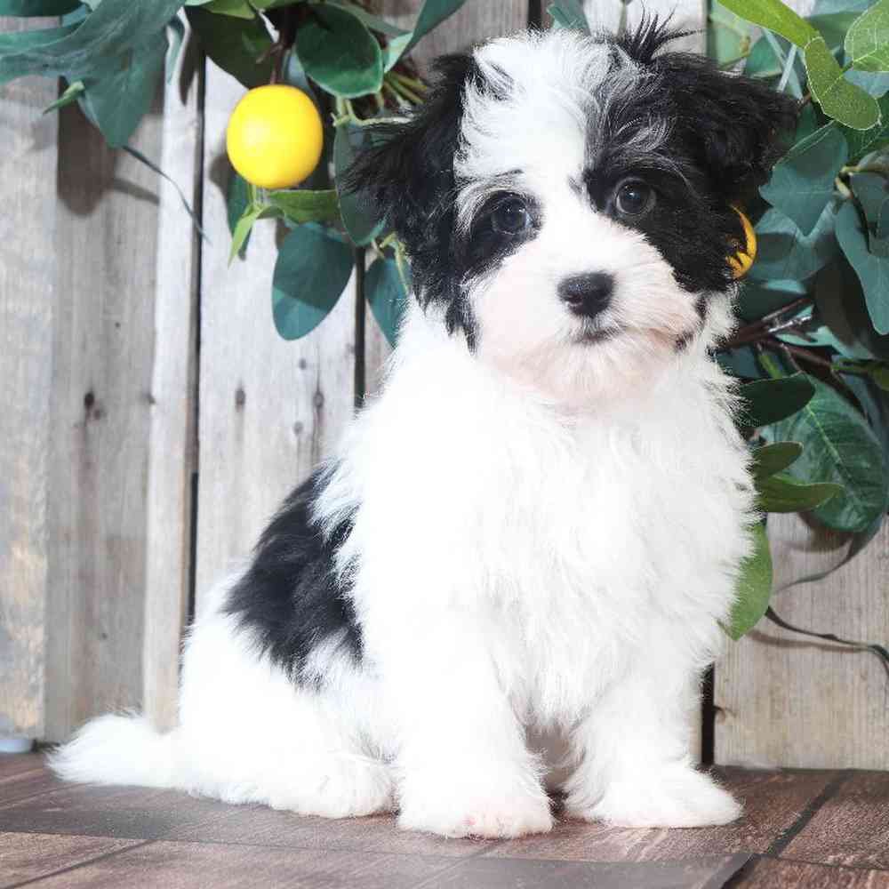 Havanese-female-Lily-myfurrycompanion.com
