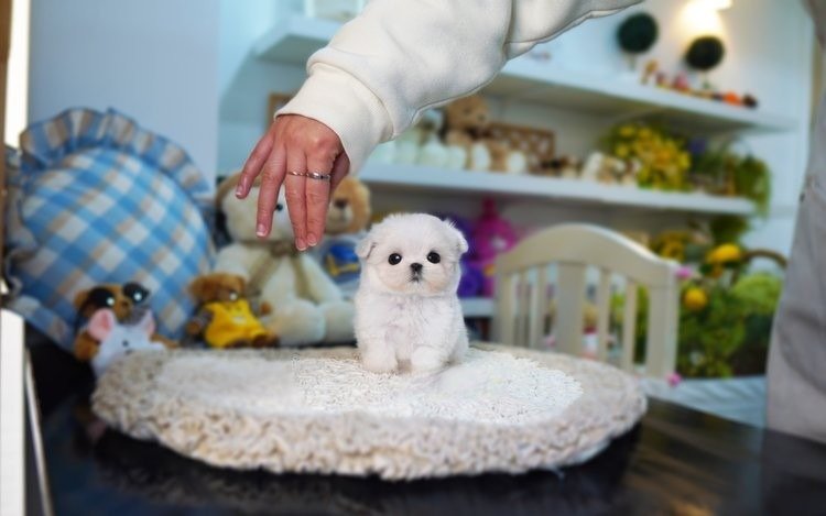 Maltese-Kasi-female-myfurrycompanion.com