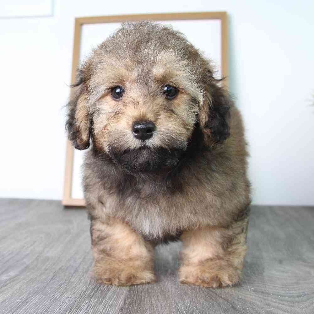 Poochon-male-Zane-myfurrycompanion.com