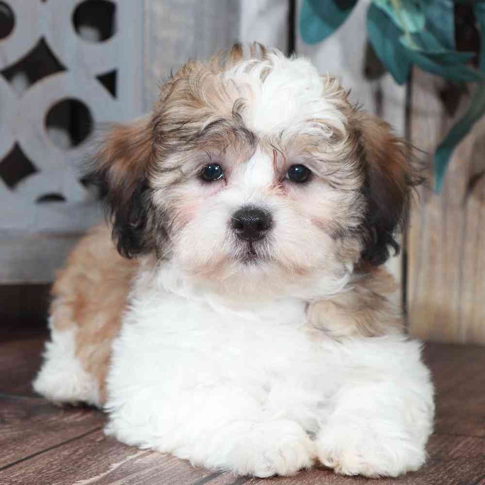 Shipoo female-Kelly - myfurrycompanion.com