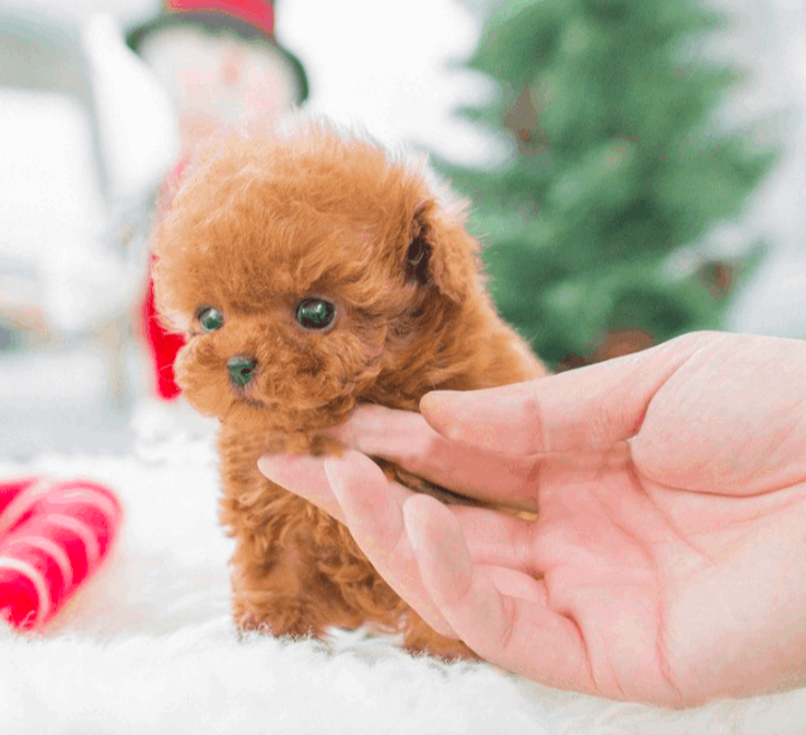 Teacup-Kelly-female-myfurrycompanion.com