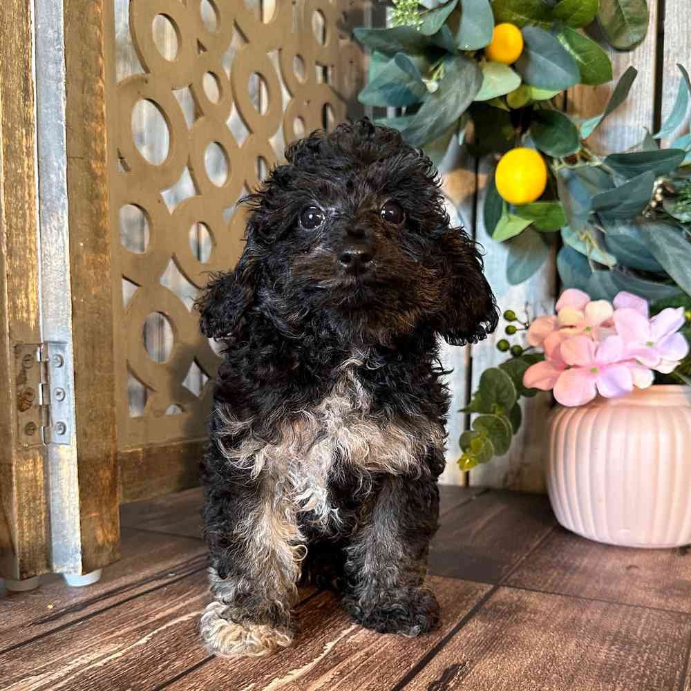 Toy poodle-male-Papi - myfurrycompanion.com