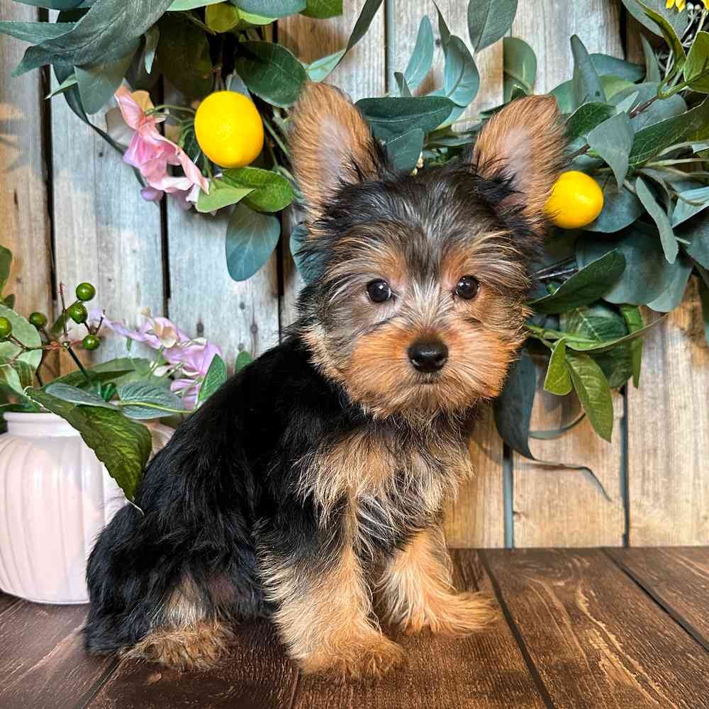Yorkie-male-Sam - myfurrycompanion.com